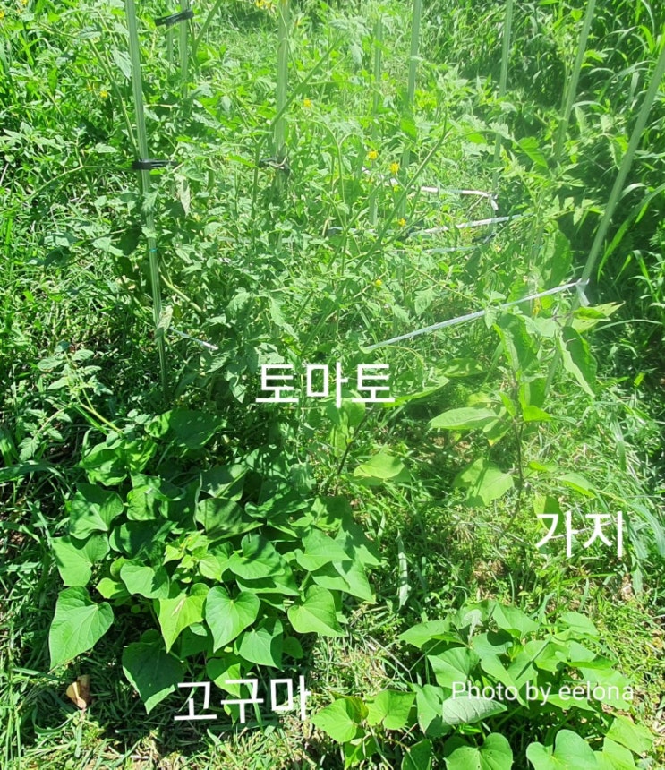  [텃밭일기] 주말농장 도시농부 유기농채소 <장마 폭염에서 살아남기>
