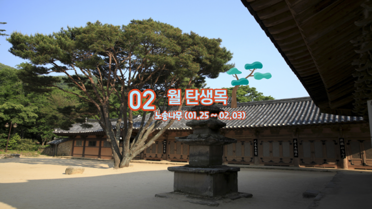  2월 탄생목 노송나무 의미 와 뜻 (01.25~02.03)