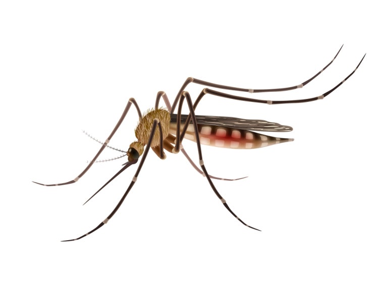 모기 퇴치 현장 후기(모기가 흡혈하는 이유, 모기로 인한 질병)