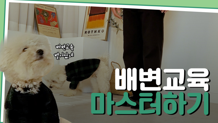  [동영상]강아지 배변교육하기 with 최민혁 훈련사