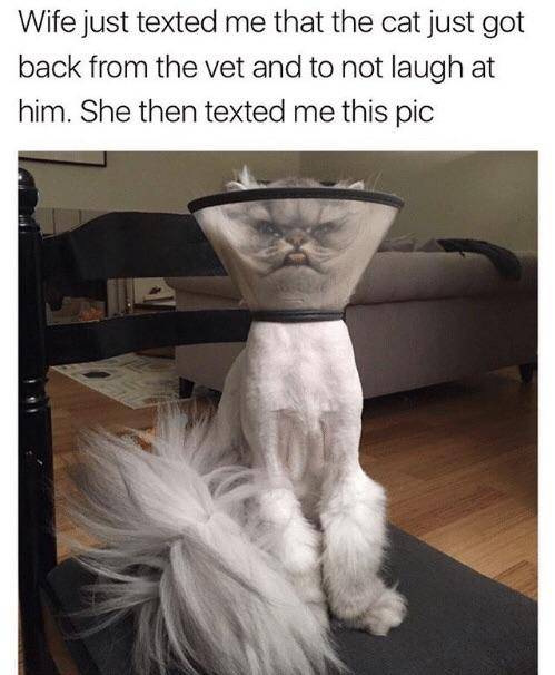  병원다녀온 고양이