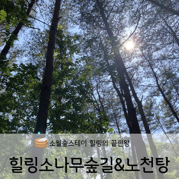  [강원도/인제] 소월숲스테이 힐링소나무숲길&노천탕