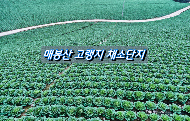 우리나라 고랭지배추 주산지 태백시 매봉산 바람의 언덕 우리나라 고랭지배추 주산지 태백시 매봉산 바람의 언덕