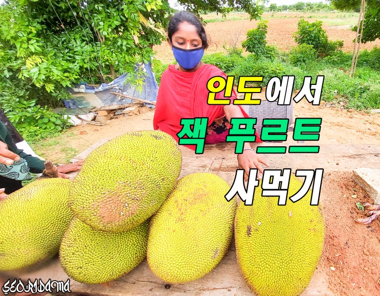  잭프루트 먹는 방법 및 효능. 씨앗 구워먹기