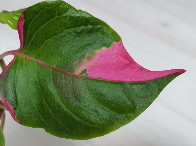 [자랑질] 문희천재님으로부터 날아온 이파리  선물 (feat 생명나무농장 카페)