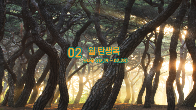  2월 탄생목 소나무 의미 와 뜻 (02.19~02.28)