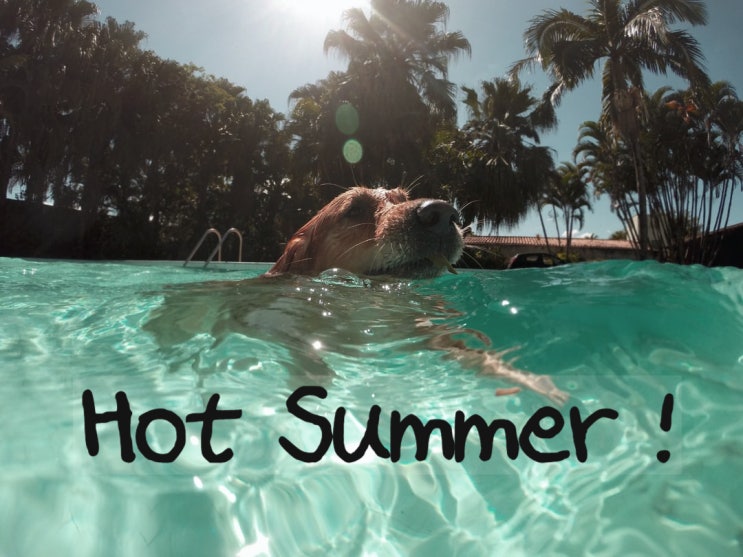 강아지 대리석 쿨매트, 더운 여름 제일 시원 (예쁜 디자인)