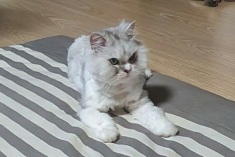 청개구리마미 이미지