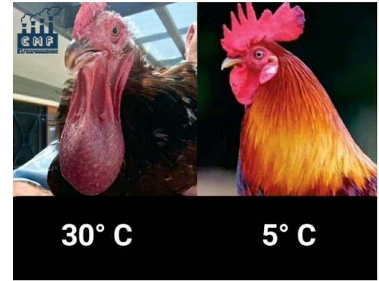 닭벼슬 온도계