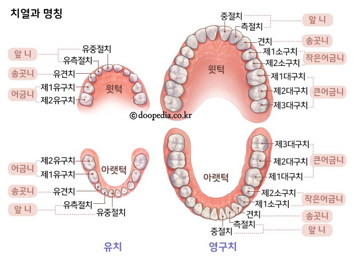 유치 빠지는 시기 미리 알아두면 좋아요 : 네이버 블로그