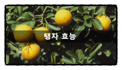 민간요법 탱자 효능 섭취법 및 부작용 알아보기