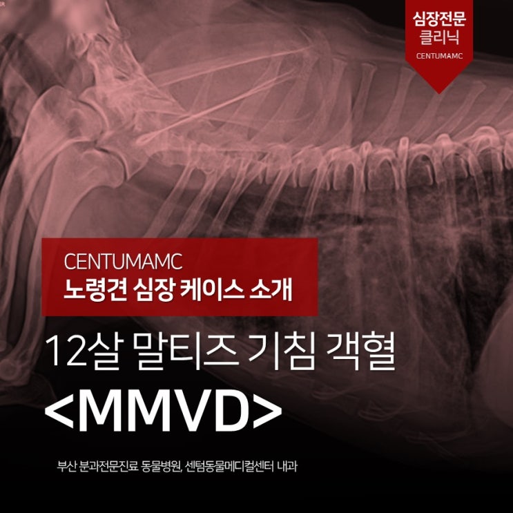  [노령견 심장 케이스 소개] 12살 말티즈 MMVD 호흡곤란, 기침 (부산센텀AMC 심장 클리닉)
