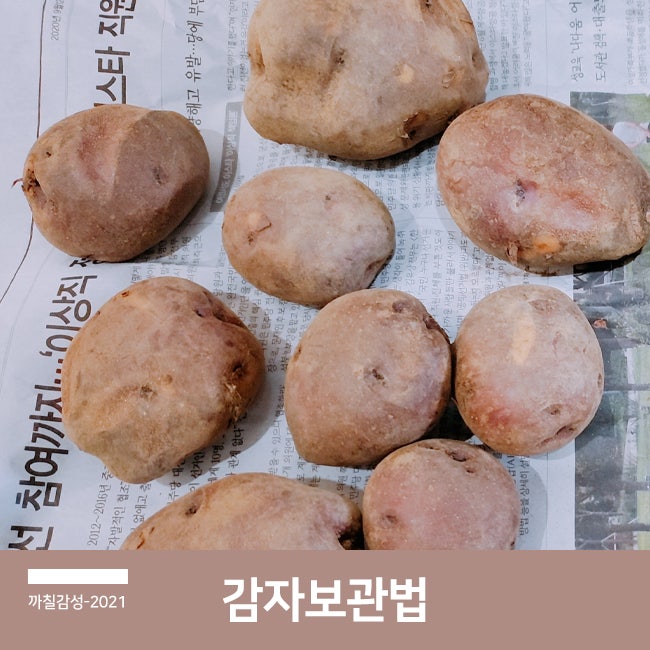 깎은 감자 보관 방법! 독성 초록색 감자 싹 난 거 먹어도 될까? : 네이버 블로그