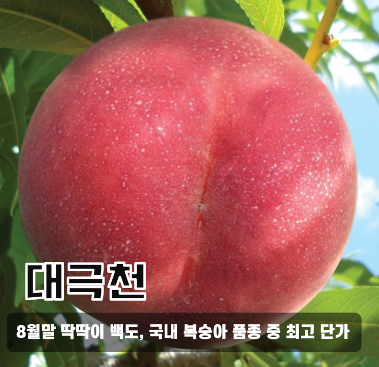  글로벌팜 품종 정보) 단황도골드 묘목