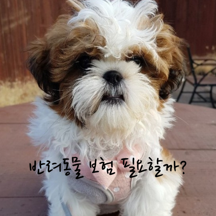  강아지 고양이를 위한 반려동물보험, 메리츠 펫보험으로 결정한 이유