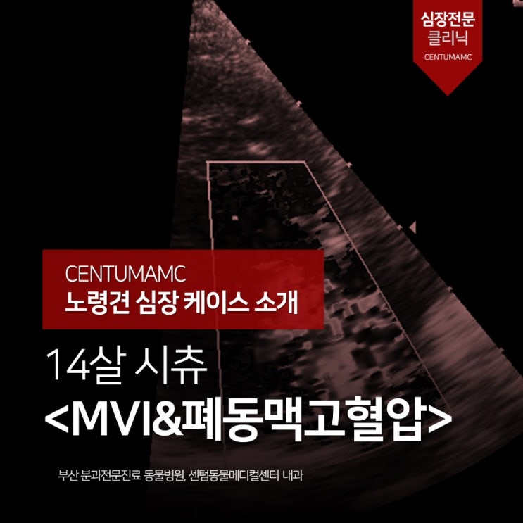  [노령견 심장 케이스 소개] 14살 시츄 MVI, 폐동맥고혈압 (부산센텀AMC 심장 클리닉)