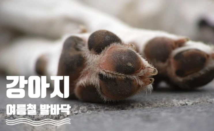  강아지 발바닥 화상 및 주의점, 산책 후 발관리