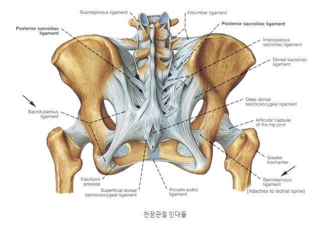  엉치뼈가아파요 인천 청라골반통증이 고민이라면