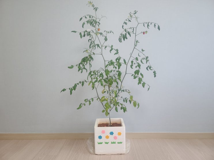  집에서 방울토마토 키우기(열세번째 이야기)