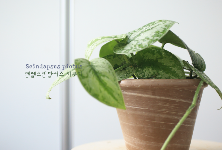  엔젤스킨(스킨답서스픽투스) 키우기