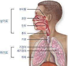 간호학 급성기관지염 폐렴 결핵 원인증상 치료약물 항결핵제종류 간호케이스문헌고찰 간호학 급성기관지염 폐렴 결핵 원인증상 치료약물 항결핵제종류 간호케이스문헌고찰