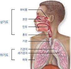 간호학 급성기관지염 폐렴 결핵 원인증상 치료약물 항결핵제종류 간호케이스문헌고찰