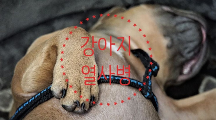  여름철 강아지 열사병 예방법과 대처법