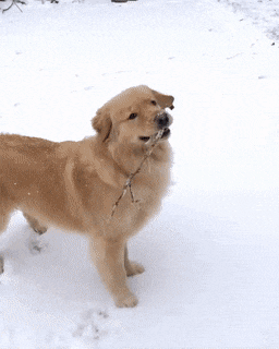  댕냥이 짤들~~