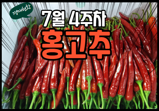  [홍고추 주간 경매동향] 7월 4주차에는 가격이 떨어지네요~