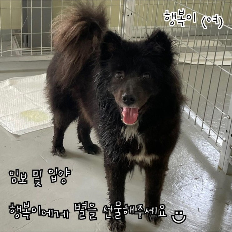 유기견입양. 블랙견 행복이의 가족이 되어주세요. 별내 불법개농장에서 별댕댕으로. 유기견입양. 블랙견 행복이의 가족이 되어주세요. 별내 불법개농장에서 별댕댕으로.