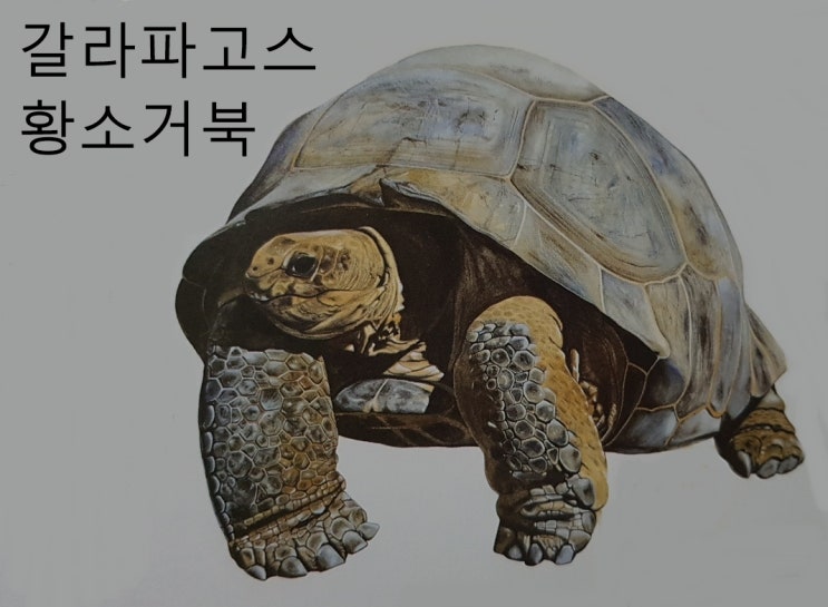 거북이 남생이 종류 특징 서식지 수명