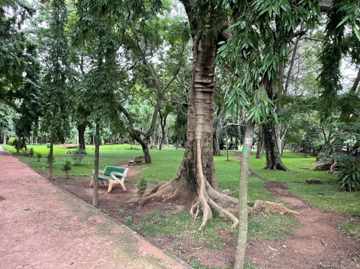  인도 뱅갈로루 센트럴파크 느낌의 쿠본공원(cubbon park)