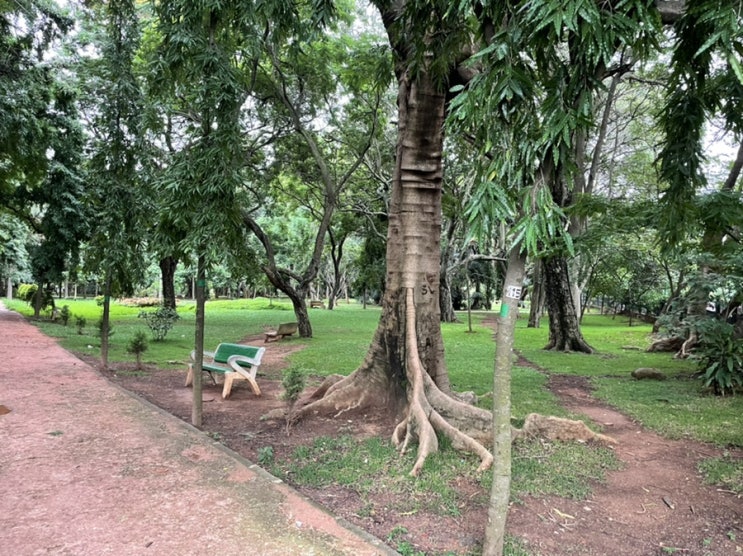 인도 뱅갈로루 센트럴파크 느낌의 쿠본공원(cubbon park)