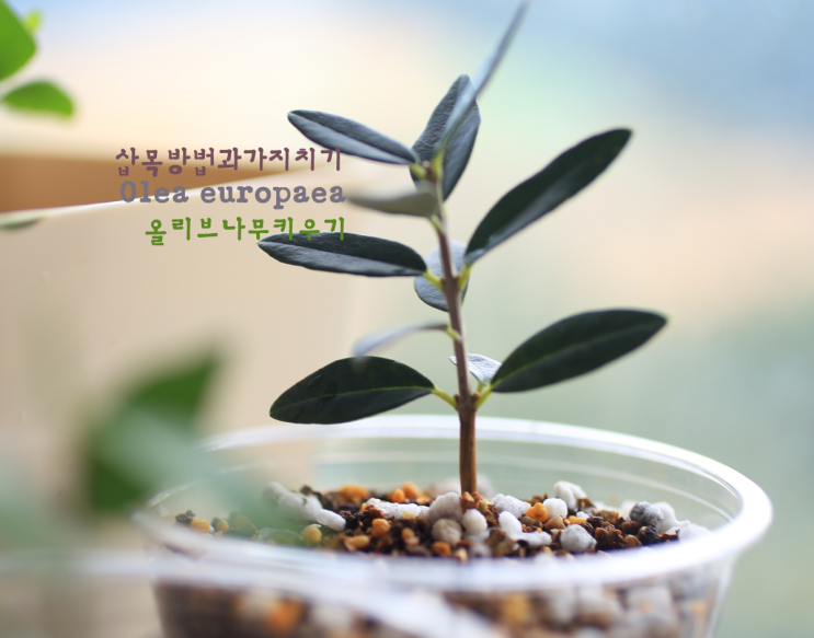  올리브나무 키우기 가지치기와 삽목도전