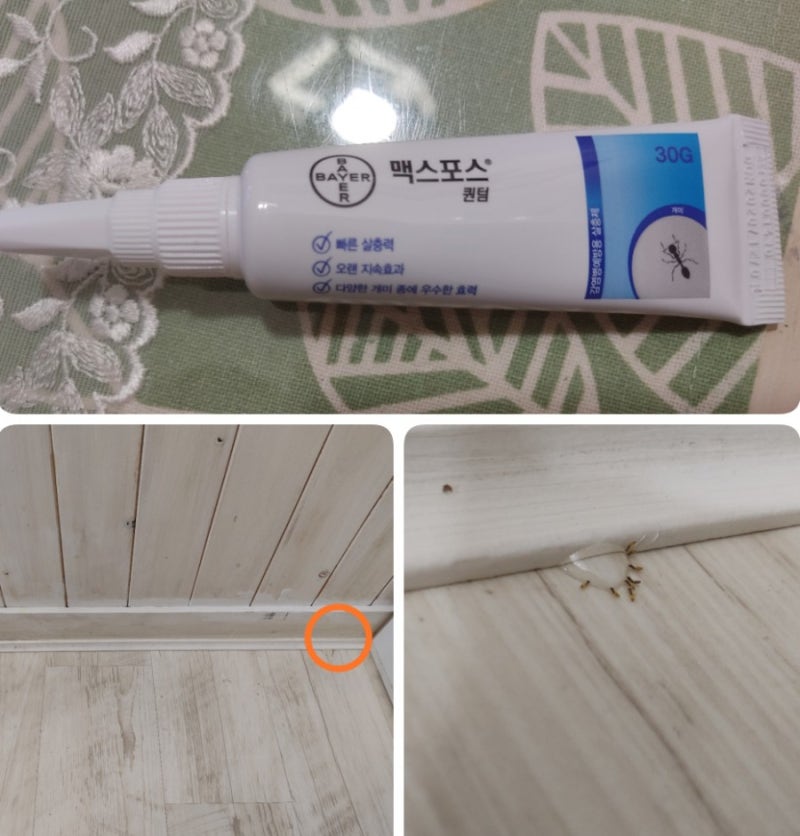 바이엘 맥스포스 퀀텀 솔직후기~~!! 집개미 퇴치제로 강력추천!!