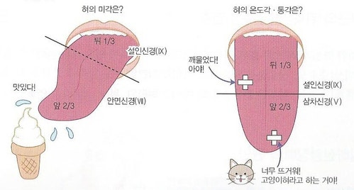 인후두, 혀 관련 뇌신경(설인신경, 미주신경, 설하신경) 장애의 원인, 증상 / 설인신경통, 미각장애, 연하장애, 발성장애(성대 ...