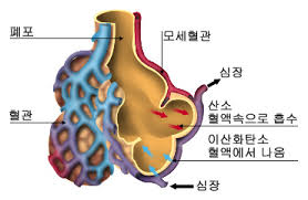 간호케이스 만성폐쇄성폐질환COPD 종류별원인증상 진단검사 치료중재 문헌고찰