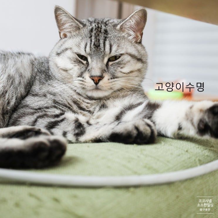  고양이 수명, 지금보다 2배 오래 살 수 있다고?