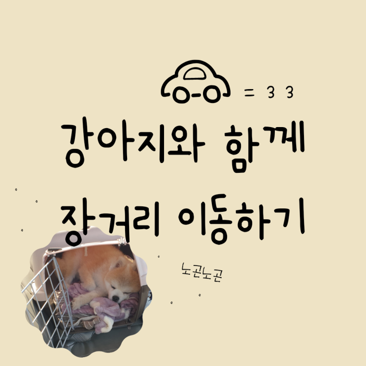  강아지와 장거리 이동할 때 준비할 것 4가지 | 강아지 여행