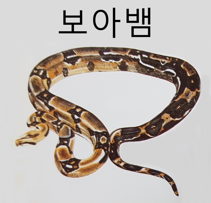 뱀 종류 특징 크기 서식지