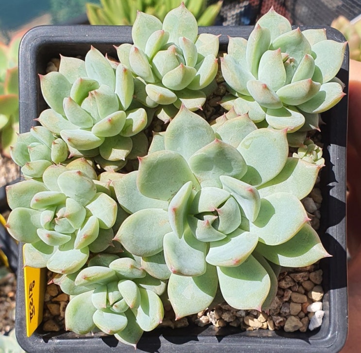  마커스, 프리즘
