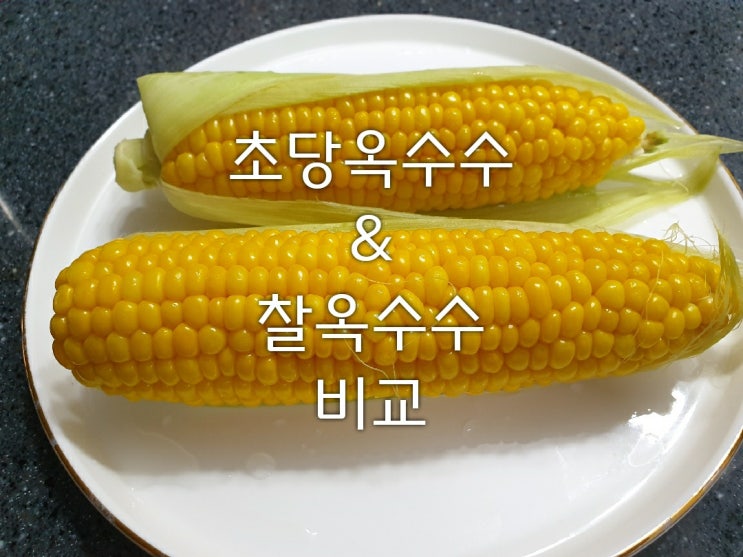  초당옥수수&찰옥수수 비교/삶는법/노설탕/ 초간단