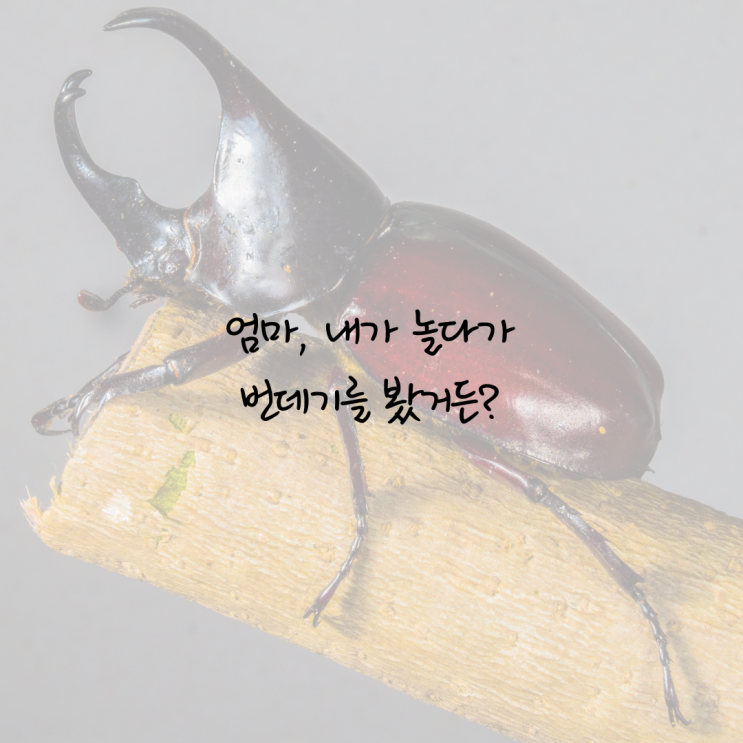  [초3 엄마의 육아일기] 네가 잘 크고 있다는 증거를 발견해서 기쁜 오늘이야.