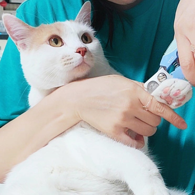  고양이발톱깍기. 고양이발톱관리. 고양이 발톱깎는게 제일 쉬웠어요.