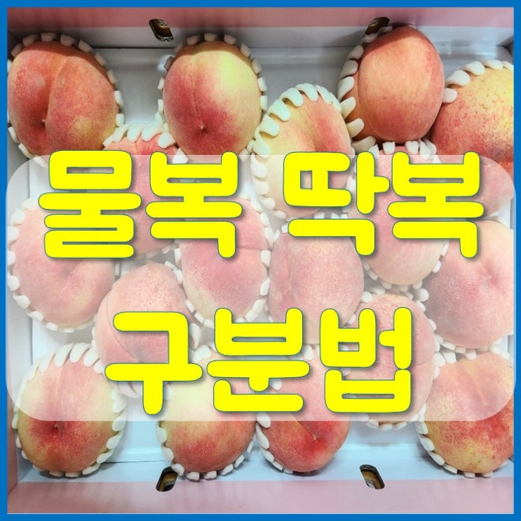  청도복숭아 물복 딱복 구분하는 방법[제철복숭아]