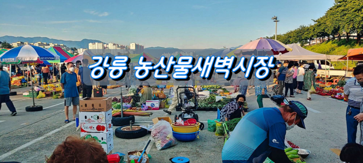 강릉 농산물 새벽시장 맛있는 제철 찰옥수수 강릉 농산물 새벽시장 맛있는 제철 찰옥수수