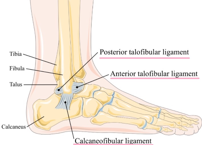 [이수역 필라테스] 혹시 족저근막염 이신가요? 발과 발목 복합체의 손상 관련 편