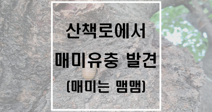 산책로에서 매미유충 발견(매미는 맴맴) 산책로에서 매미유충 발견(매미는 맴맴)