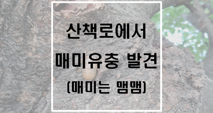 산책로에서 매미유충 발견(매미는 맴맴)