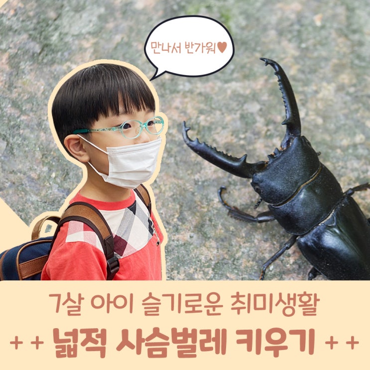  7살 우리 아이 슬기로운 취미생활~! 넓적 사슴벌레 키우기